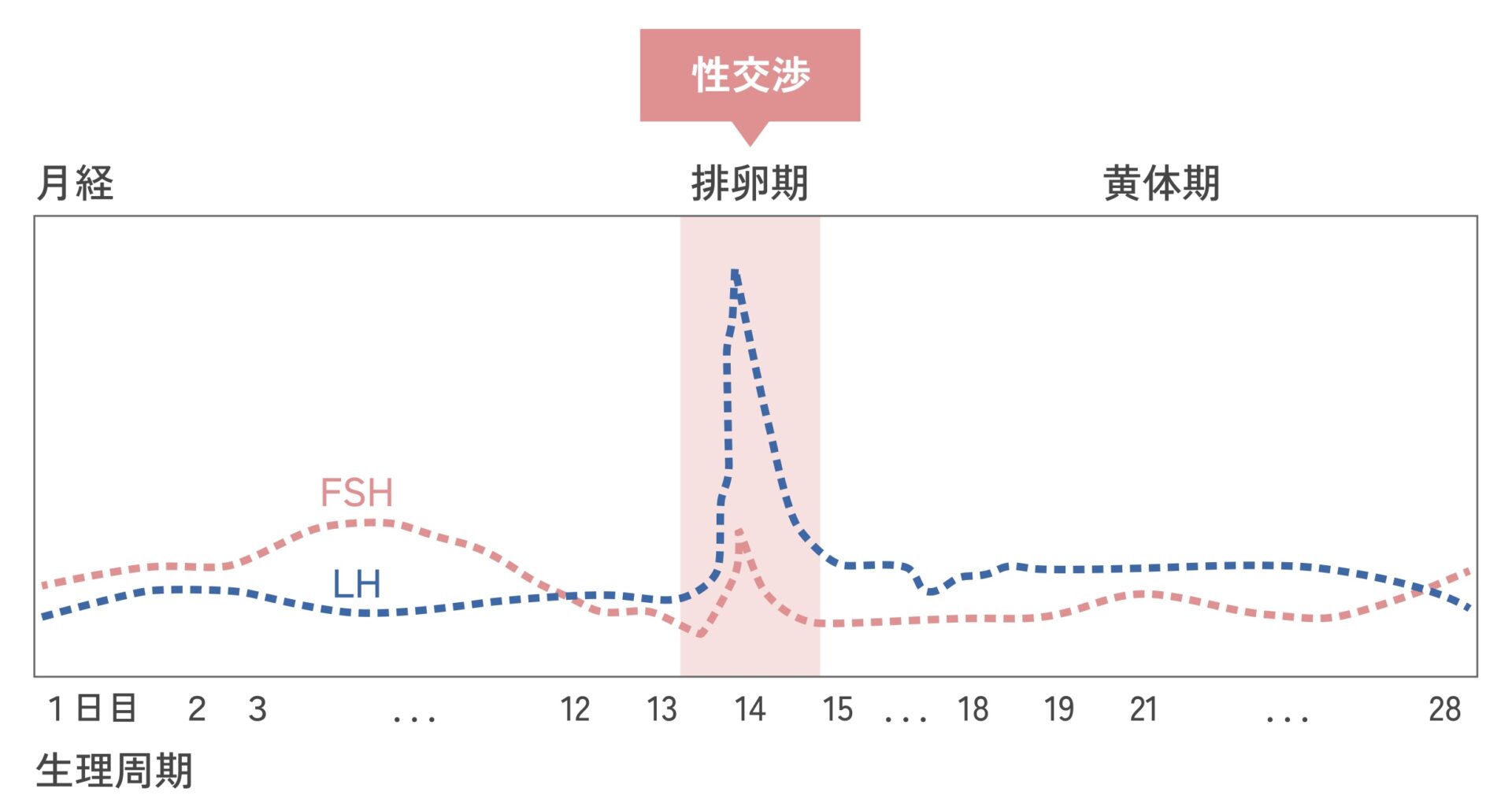 妊娠率が高いタイミングはいつ？