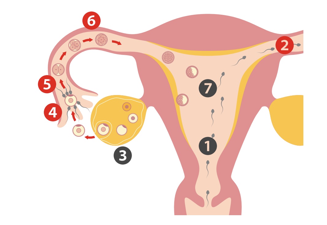 妊娠が成立するまでのステップ